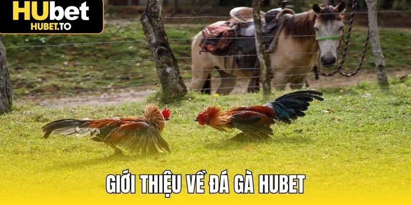 Giới thiệu về đá gà Hubet