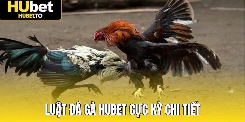 Quy trình tổ chức đá gà Hubet và cách đặt cược